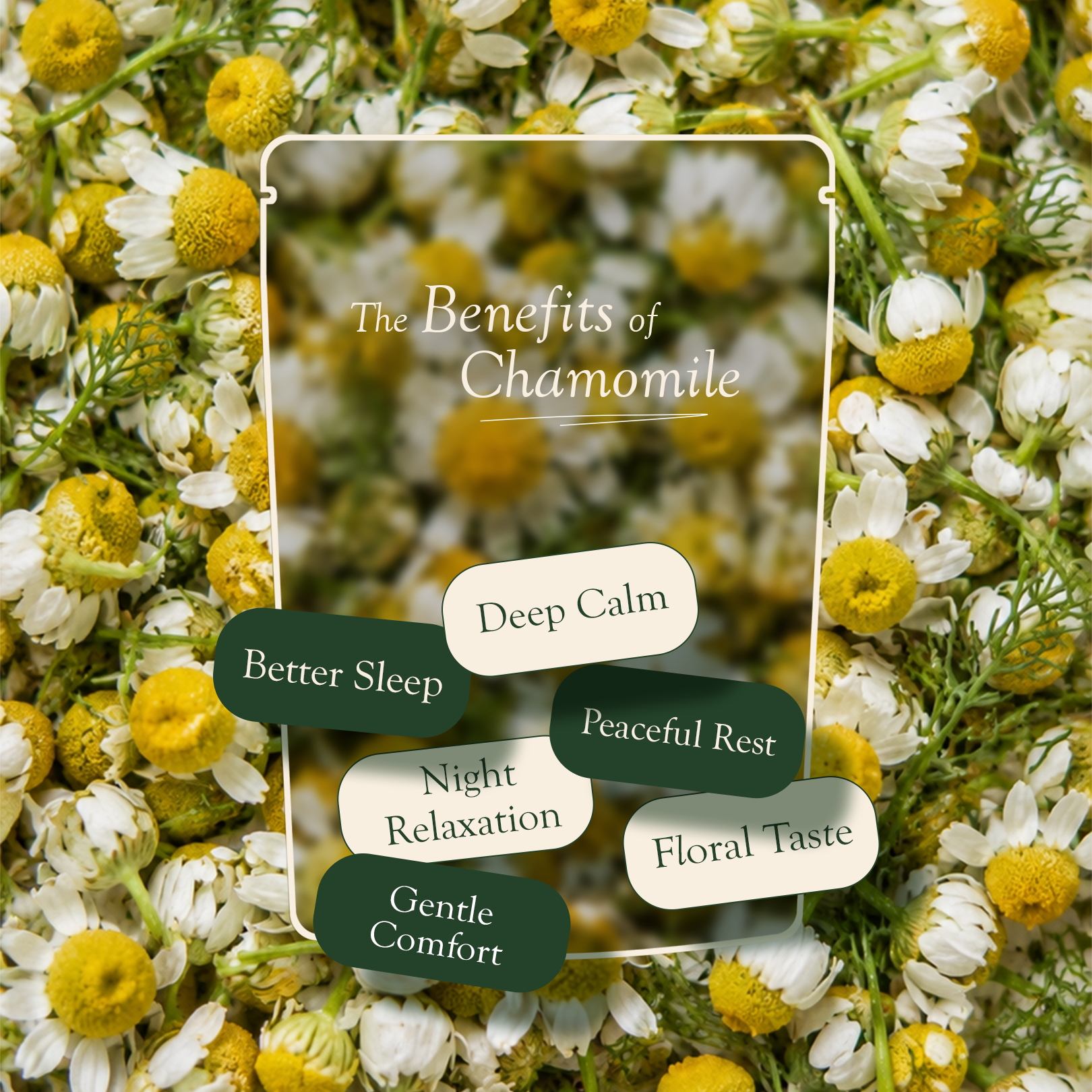 Chamomile Loose Leaf Brew