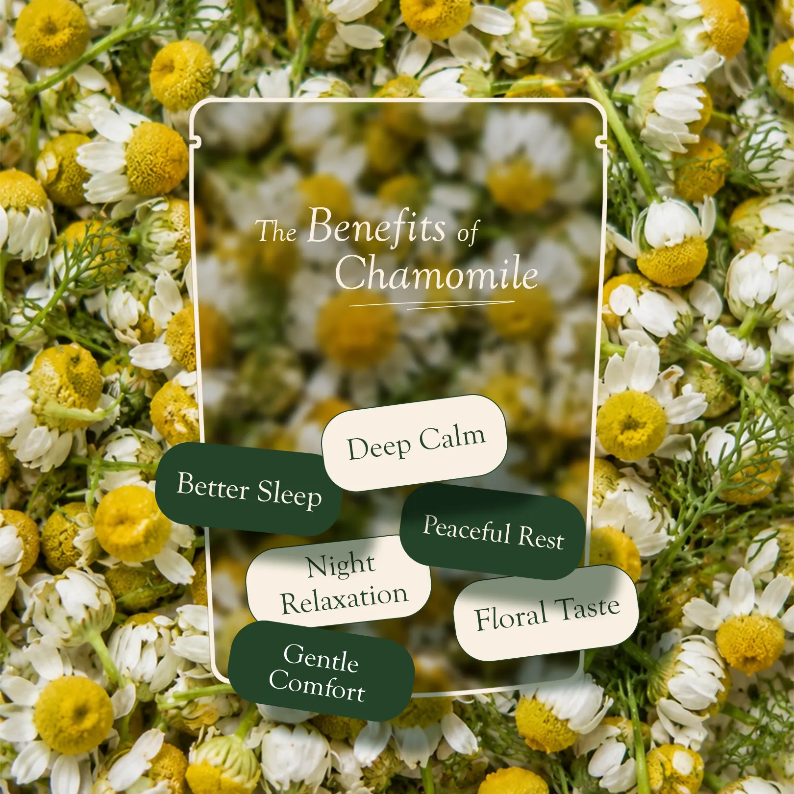 Chamomile Loose Leaf Brew | 50gm